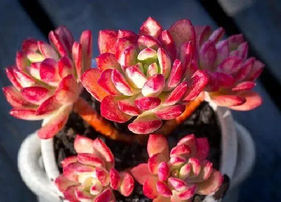 植物修剪|红稚莲徒长了怎么办