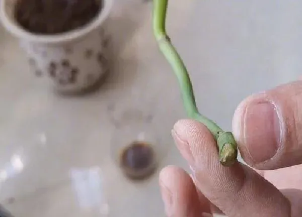植物扦插|龟背竹几月份扦插最好