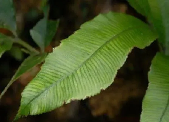 植物排行|濒临灭绝的植物有哪些