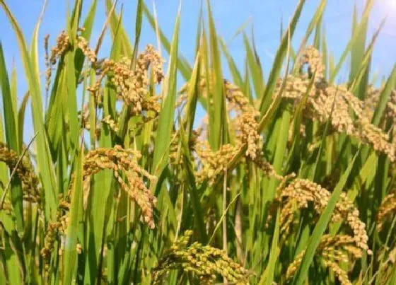 种植管理|东北稻谷什么时候收割