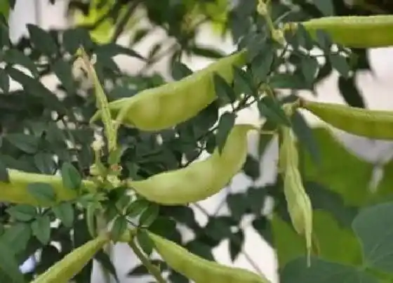 不开花|白扁豆不开花怎么回事 不开花的原因及处理方法