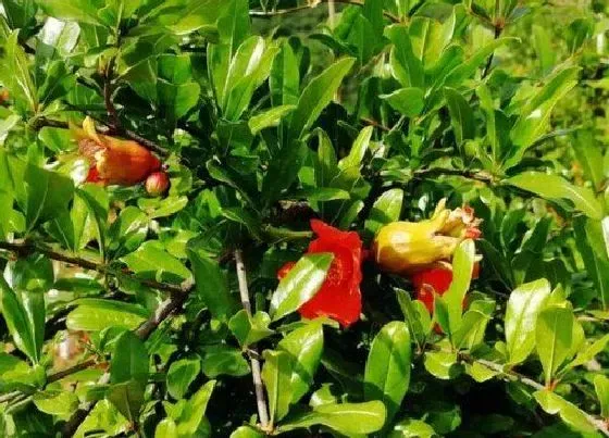 开花时间|石榴一年开几次花