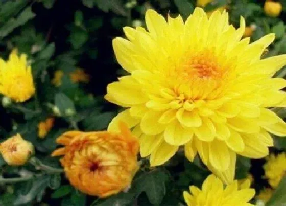植物百科|菊花生长在什么地方