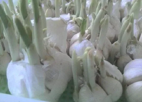 植物排行|须根的植物有哪些