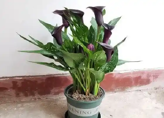 植物毒性|马蹄莲花有毒吗 室内可以养吗(对人体有伤害吗)