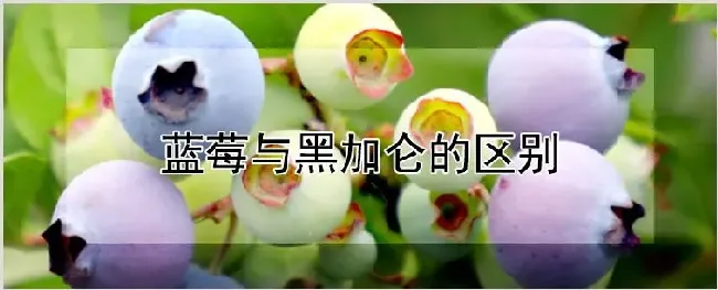 蓝莓与黑加仑的区别 | 种植资料