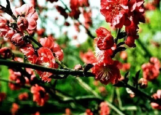 水果科普|海棠果和花红是一种水果吗