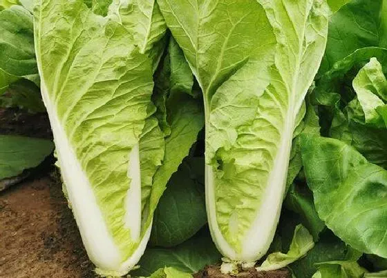 植物种类|绿叶菜类蔬菜有哪些 绿色叶菜类蔬菜名称大全（图片）