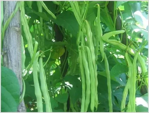 大棚豆角种植常见病症状及原因介绍 | 种植病虫害