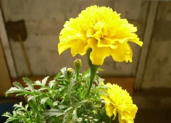 花语|什么花代表友谊