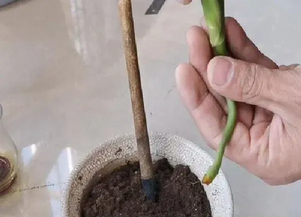 植物扦插|龟背竹几月份扦插最好