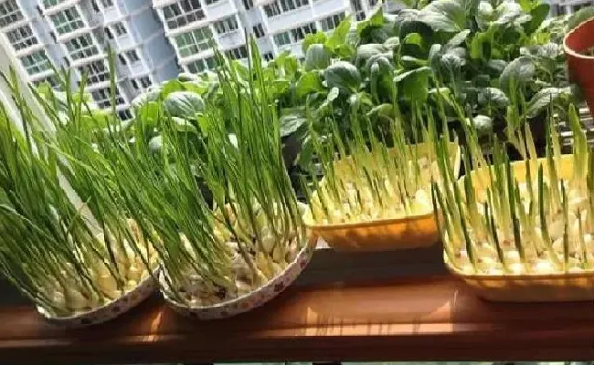 盆景|大蒜盆栽种植方法
