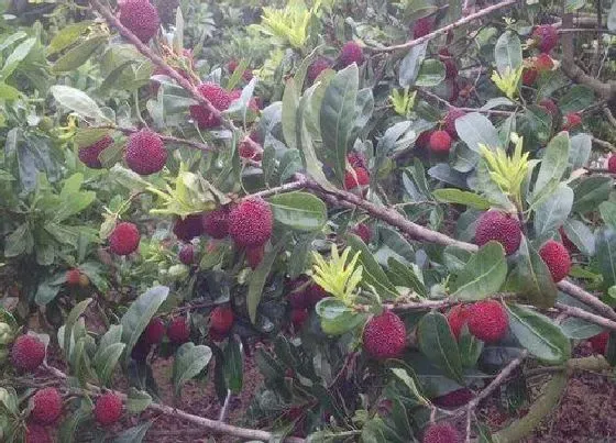 植物百科|杨梅盆栽能结果吗