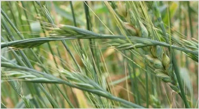 小麦出苗后可用哪些除草剂？ | 种植技术