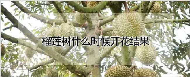 榴莲树什么时候开花结果 | 养殖技术