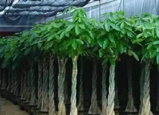 植物施肥|发财树施什么肥好