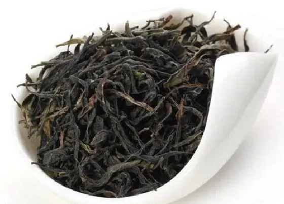 食用常识|台湾乌龙茶属于什么茶