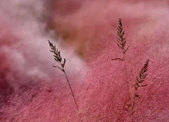 植物寓意|粉色花语代表什么意思