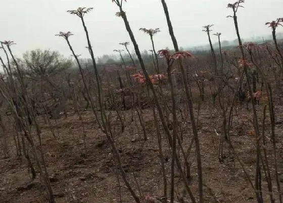 种植管理|香椿树几月份种植合适