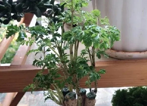 植物浇水|福禄桐水浇多了怎么办