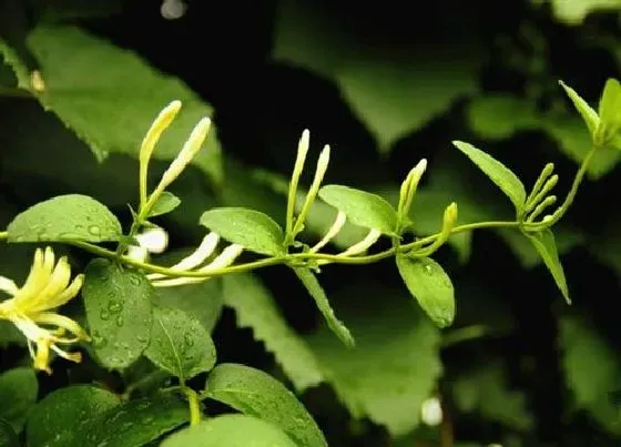 植物种类|忍冬是草本还是木本