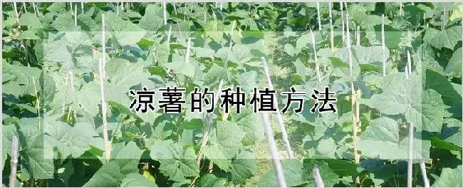 凉薯的种植方法 | 自然知识
