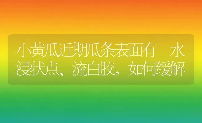 小黄瓜近期瓜条表面有 水浸状点、流白胶，如何缓解 | 蔬菜种植
