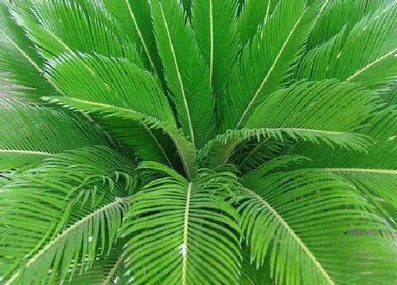 植物种类|苏铁是蕨类植物吗