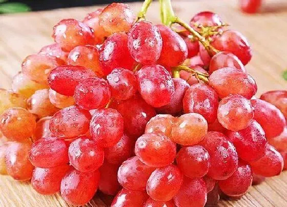 食用科普|红提是热性还是凉性水果 无籽红提属于寒性还是热性