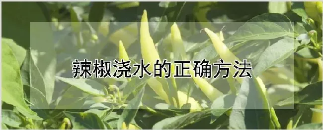 辣椒浇水的正确方法 | 自然知识