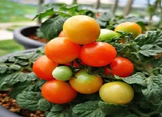 植物百科|圣女果还叫什么名字
