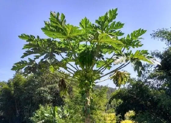 植物产地|广州产什么水果