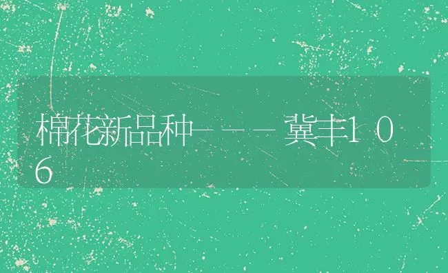 棉花新品种---冀丰106 | 粮油作物种植