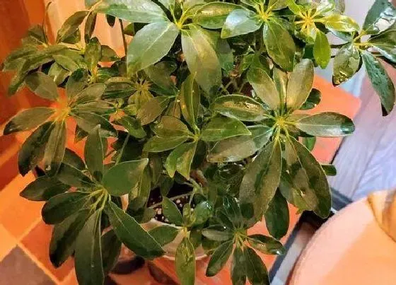 植物排行|绿色的植物有哪些