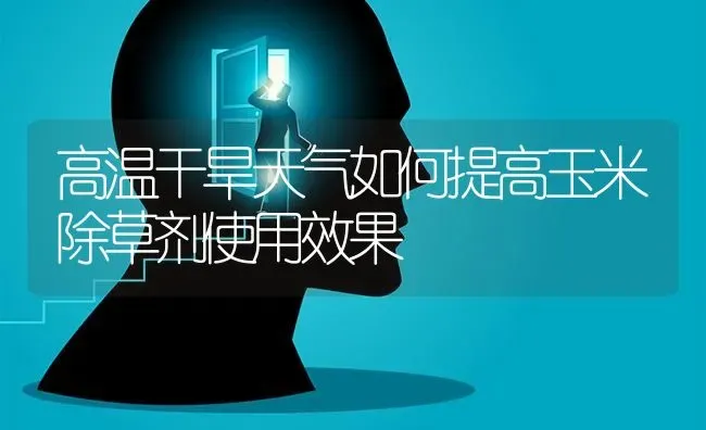 高温干旱天气如何提高玉米除草剂使用效果 | 瓜果种植