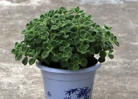 功效常识|碰碰香的功效与作用