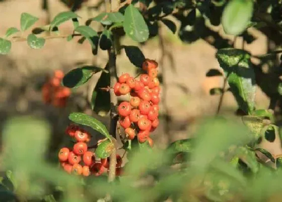 绿植|祠堂外适合种什么植物