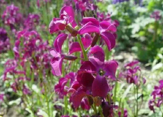 花语|什么花的花语是背叛的爱