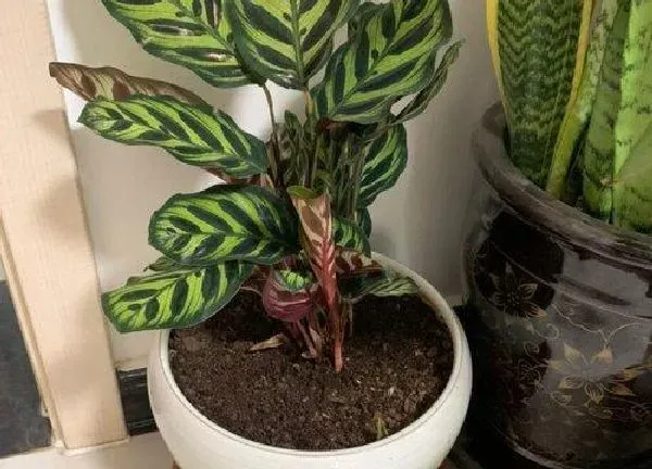 植物换土|竹芋换土时间和方法