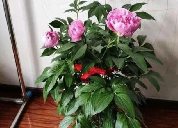 植物浇水|芍药花多久浇一次水