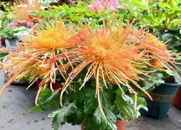 植物移栽|菊花什么时候换盆好
