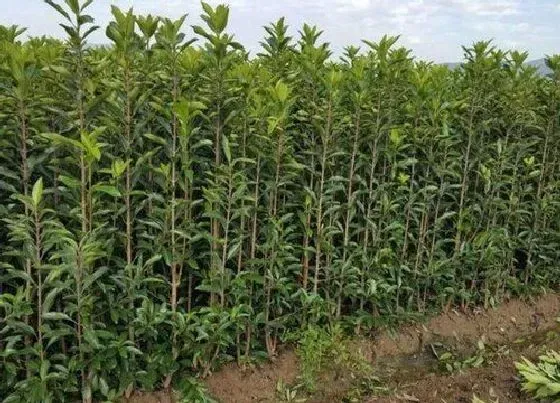 植物百科|珊瑚是什么植物 属于什么科植物