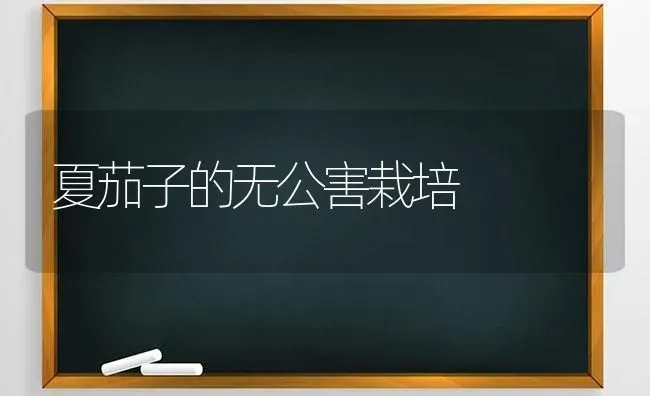 夏茄子的无公害栽培 | 蔬菜种植