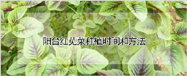 阳台红苋菜种植时间和方法 | 自然知识