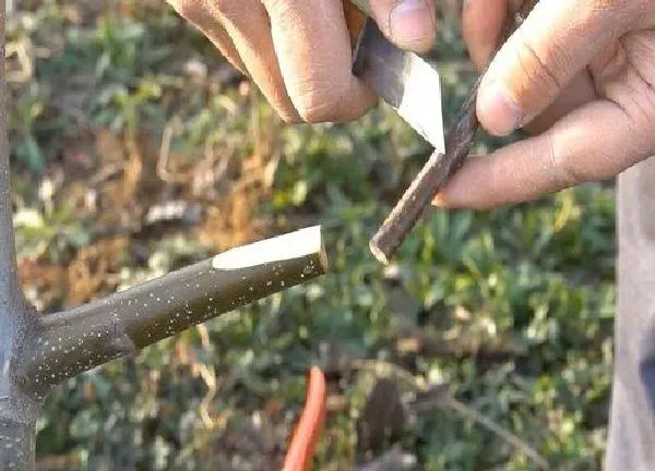 植物发芽|核桃芽接最佳时间和技术方法