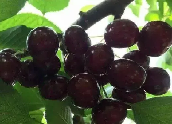 种植管理|美国樱桃几年结果实