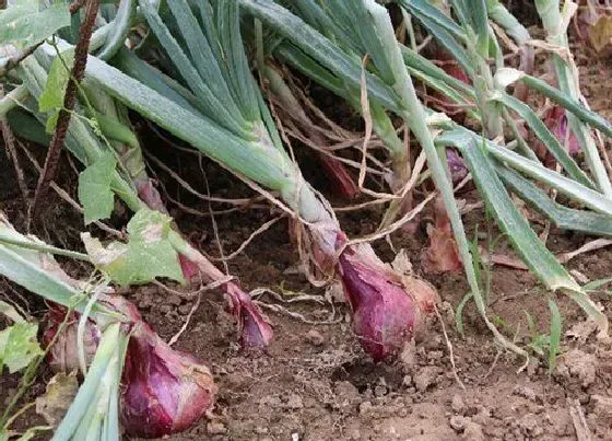 种植方法|洋葱的种植方法和时间