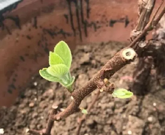 植物嫁接|猕猴桃嫁接时间和方法