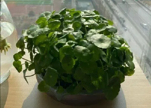 养殖方法|铜钱草用什么水养