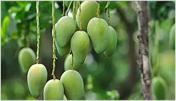 芒果缺素症状及防治方法 | 种植病虫害